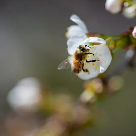 Alte Wassermuehle Apartman Salem