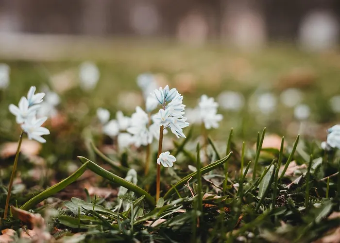 Alte Wassermuhle * سالم