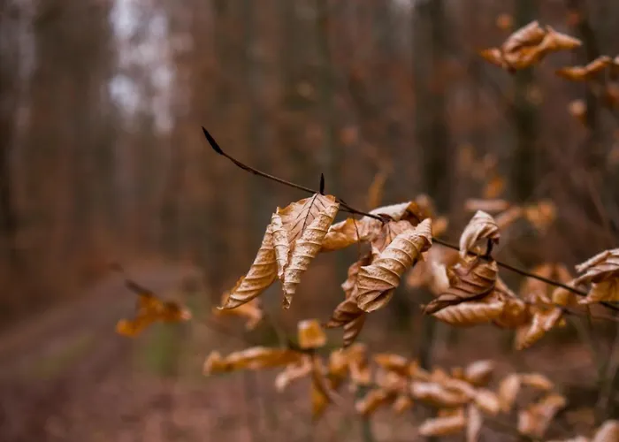 Daire Alte Wassermuehle Salem (Baden-Wurttemberg)