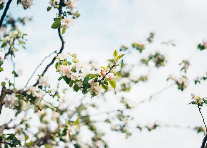 Alte Wassermuehle Daire Salem (Baden-Wurttemberg)